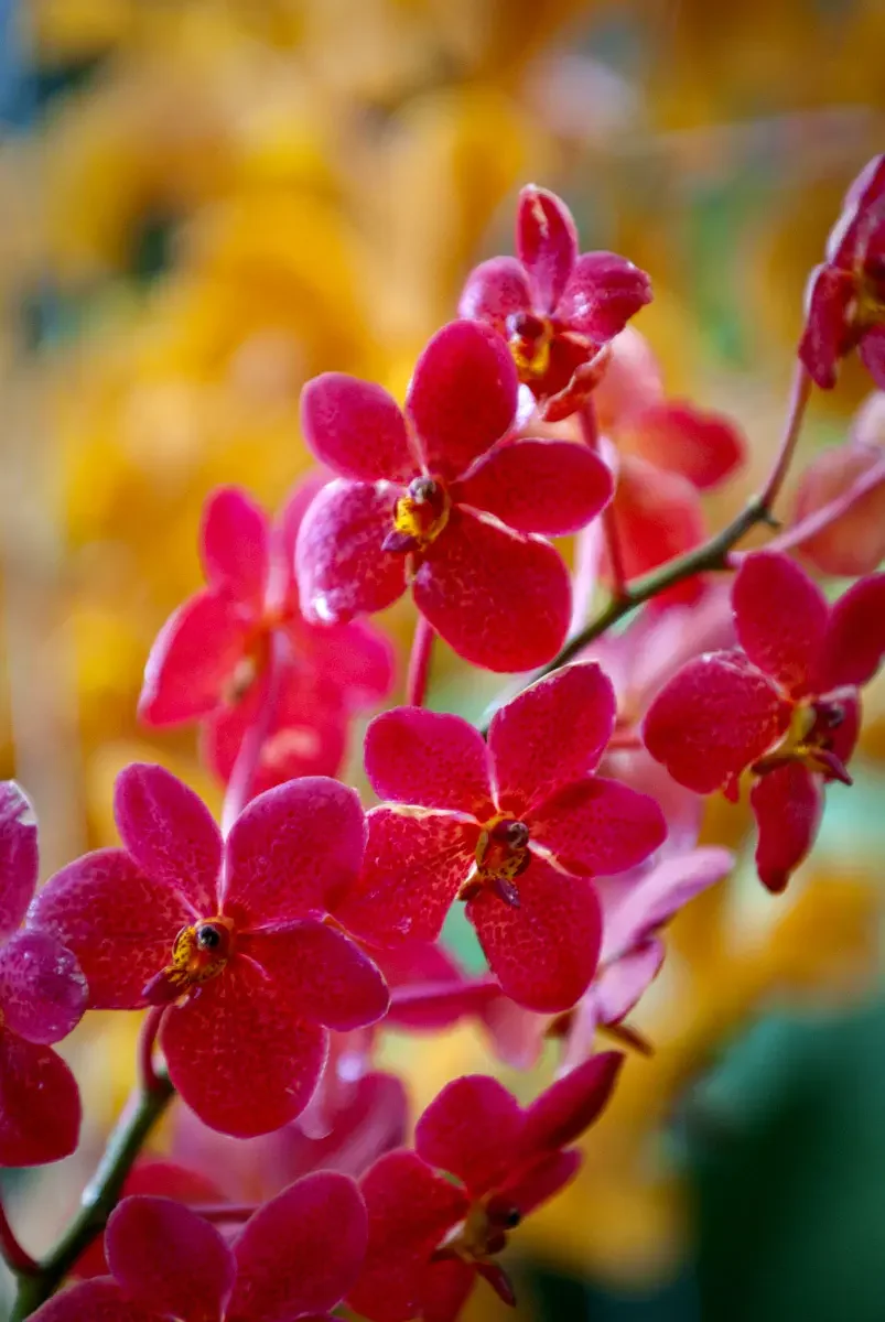 Park of orchids. Kuala Lumpur, Malaysia