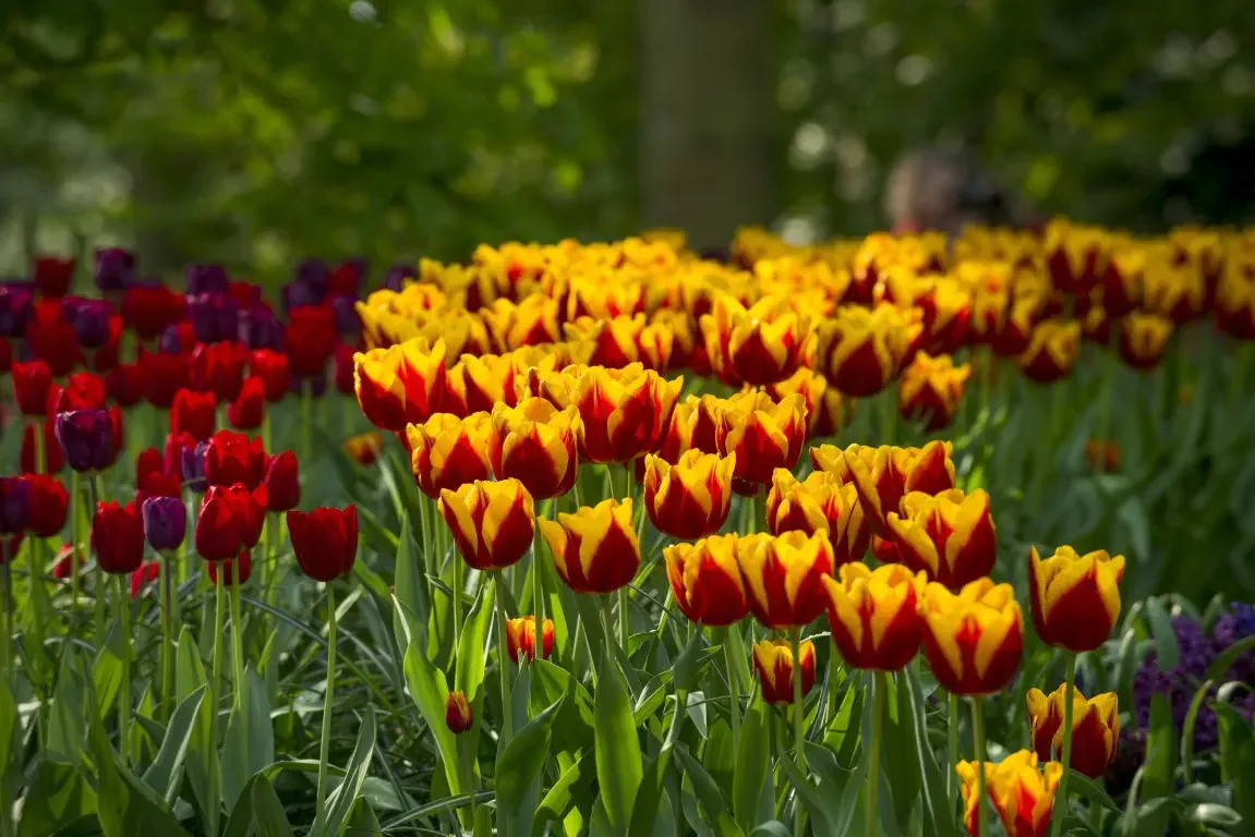 Park of tulips Keukenhof. Lisse, Nederland
