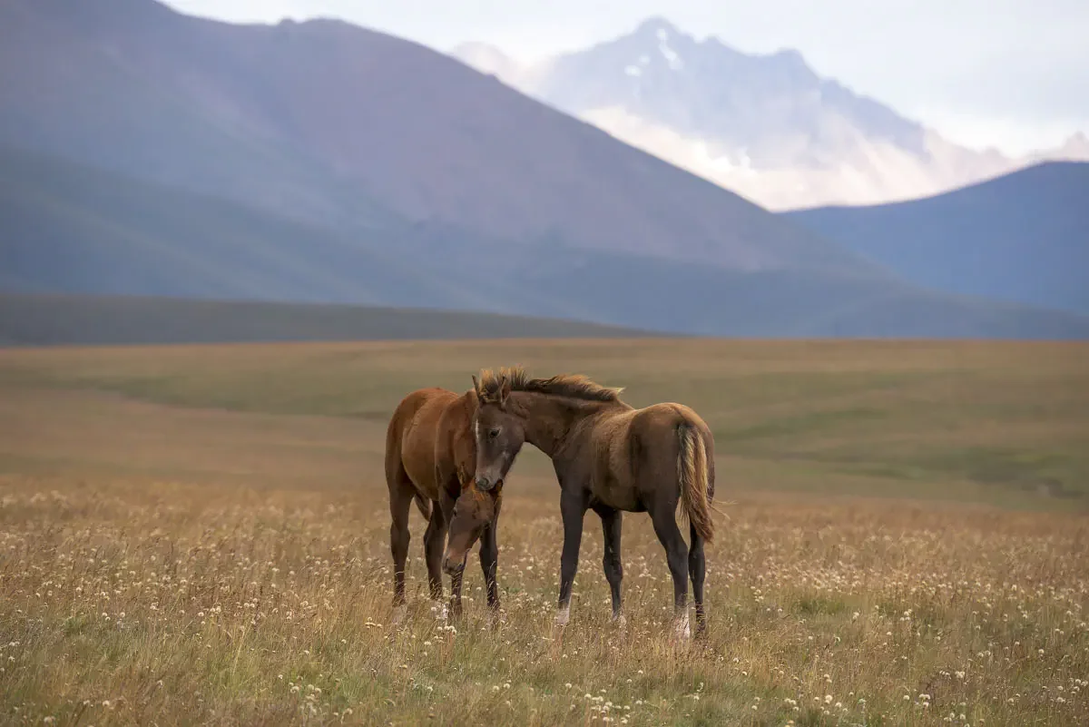 Song Köl. Naryn Province, Kyrgyzstan