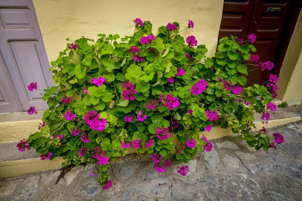 Agios Nikolaos, Crete island, Greece