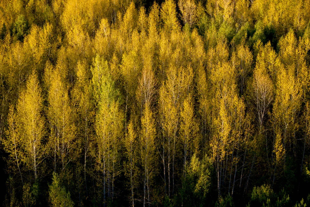 Altai mountain system, Eastern Kazakhstan