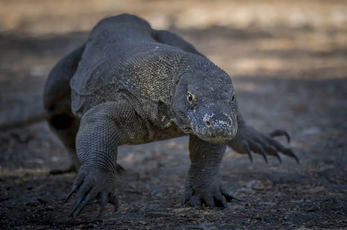 Komodo dragon (lat.Varanus komodoensis). Komodo National Park, Rinca Island, Indonesia