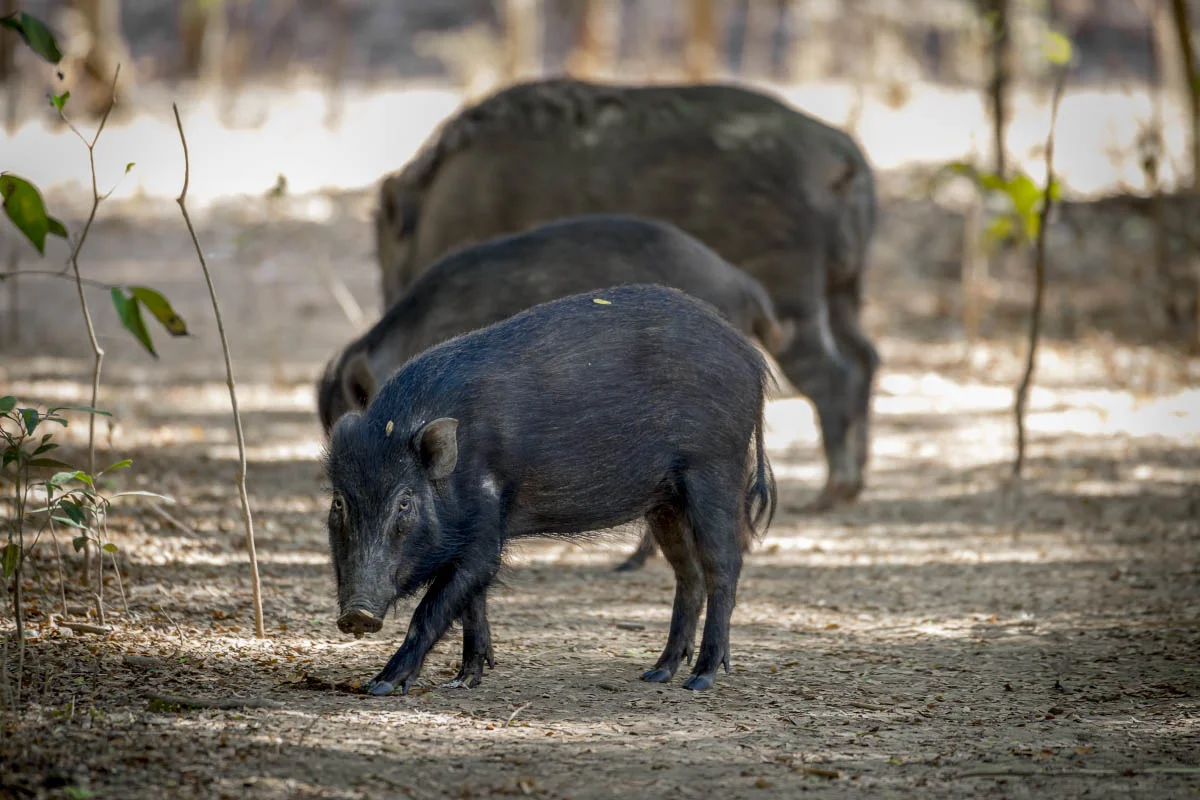 Javan warty pig (лат.Sus verrucosus). Komodo National Park, Rinca Island, Indonesia