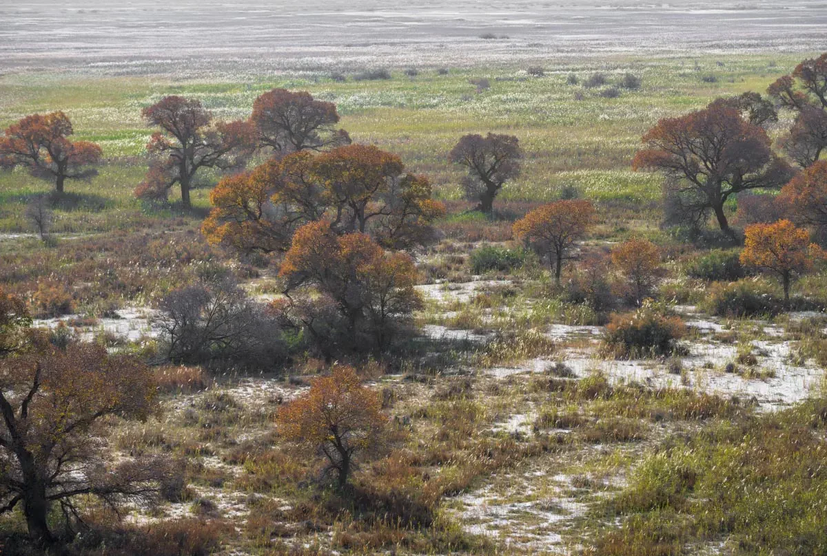 Ili river delta (сhinese: 伊犁河). South-East Kazakhstan