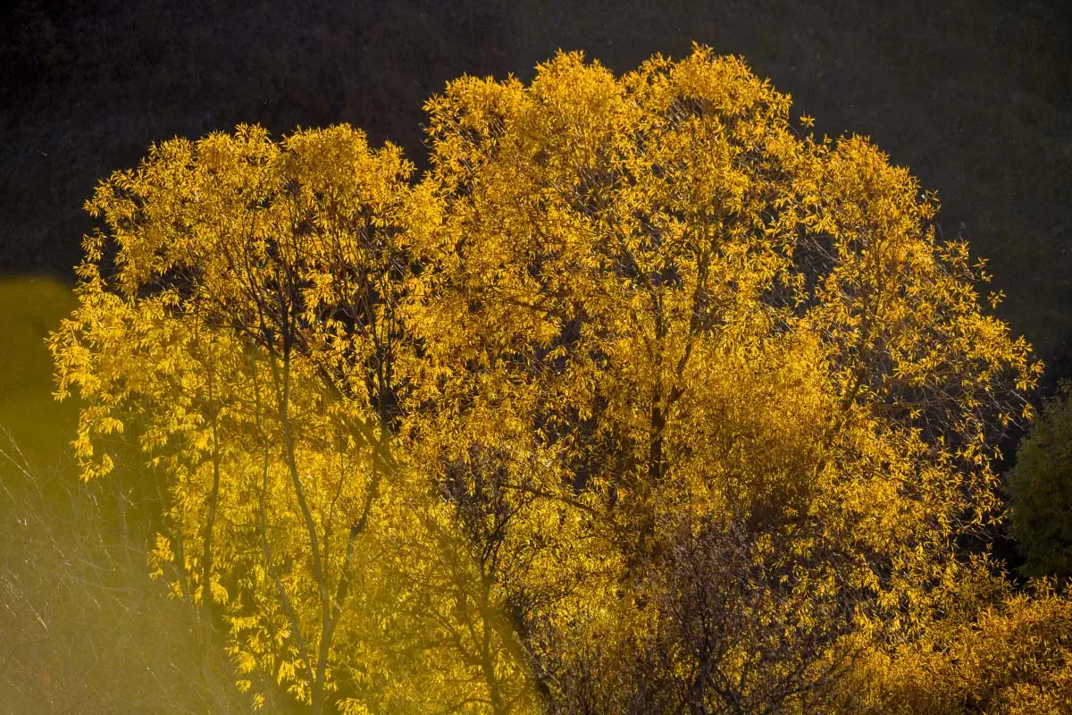 Autumn in Northern Tien Shan