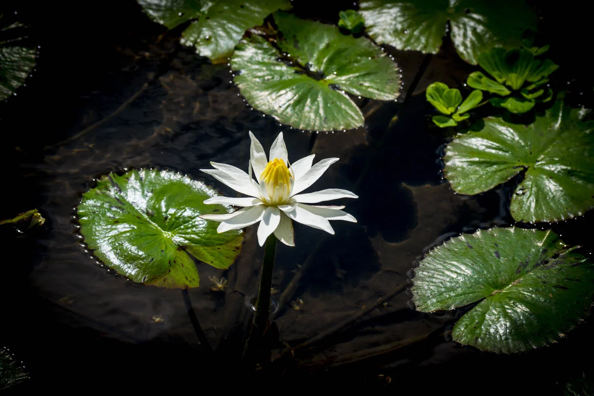 Nymphaea (lat. Nymphaea Conqueror). Bali island, Indonesia