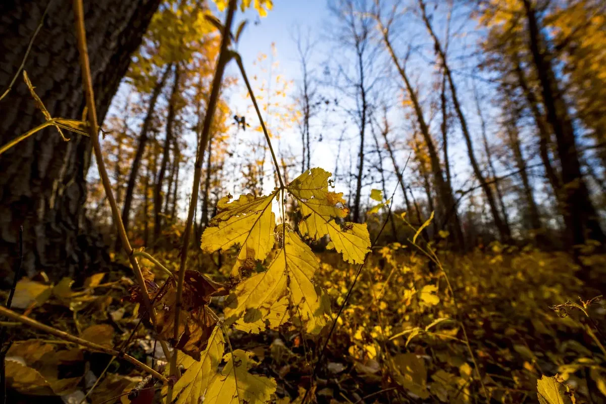 Autumn in the Karatal river delta