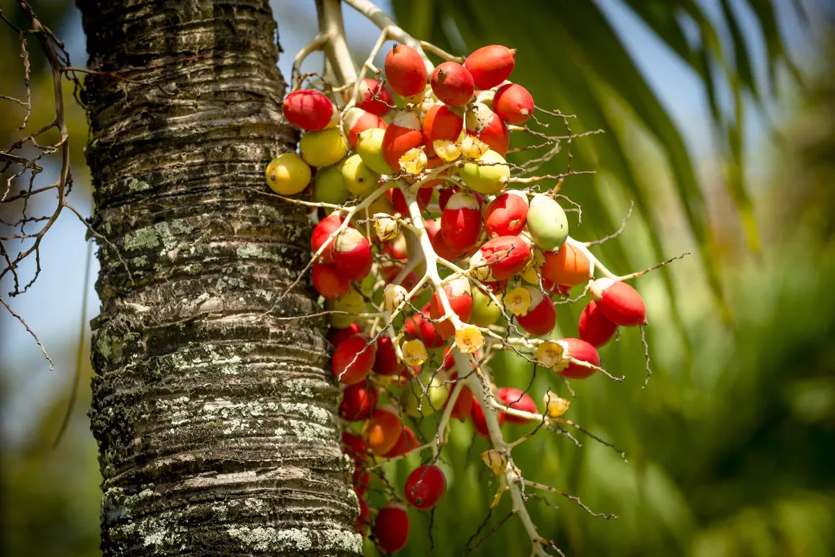 Kourou, French Guiana