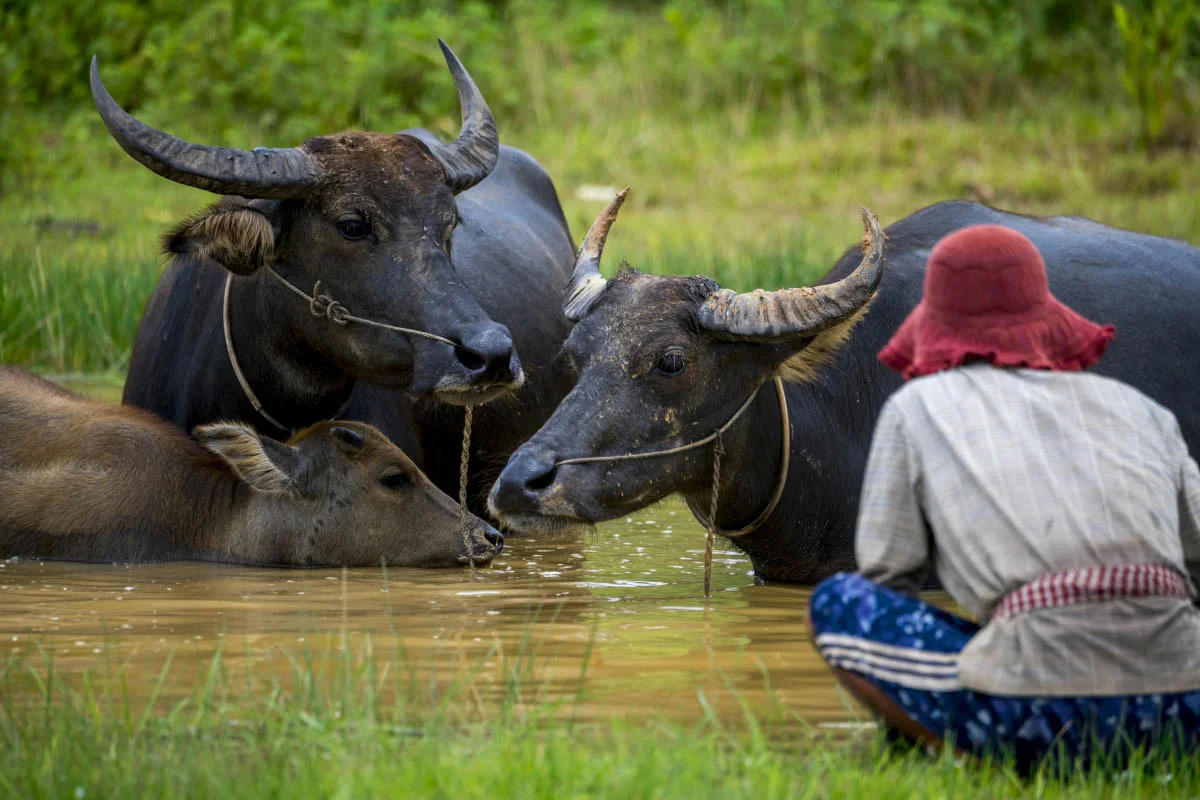 Asian water buffalo in northern Cambodia
