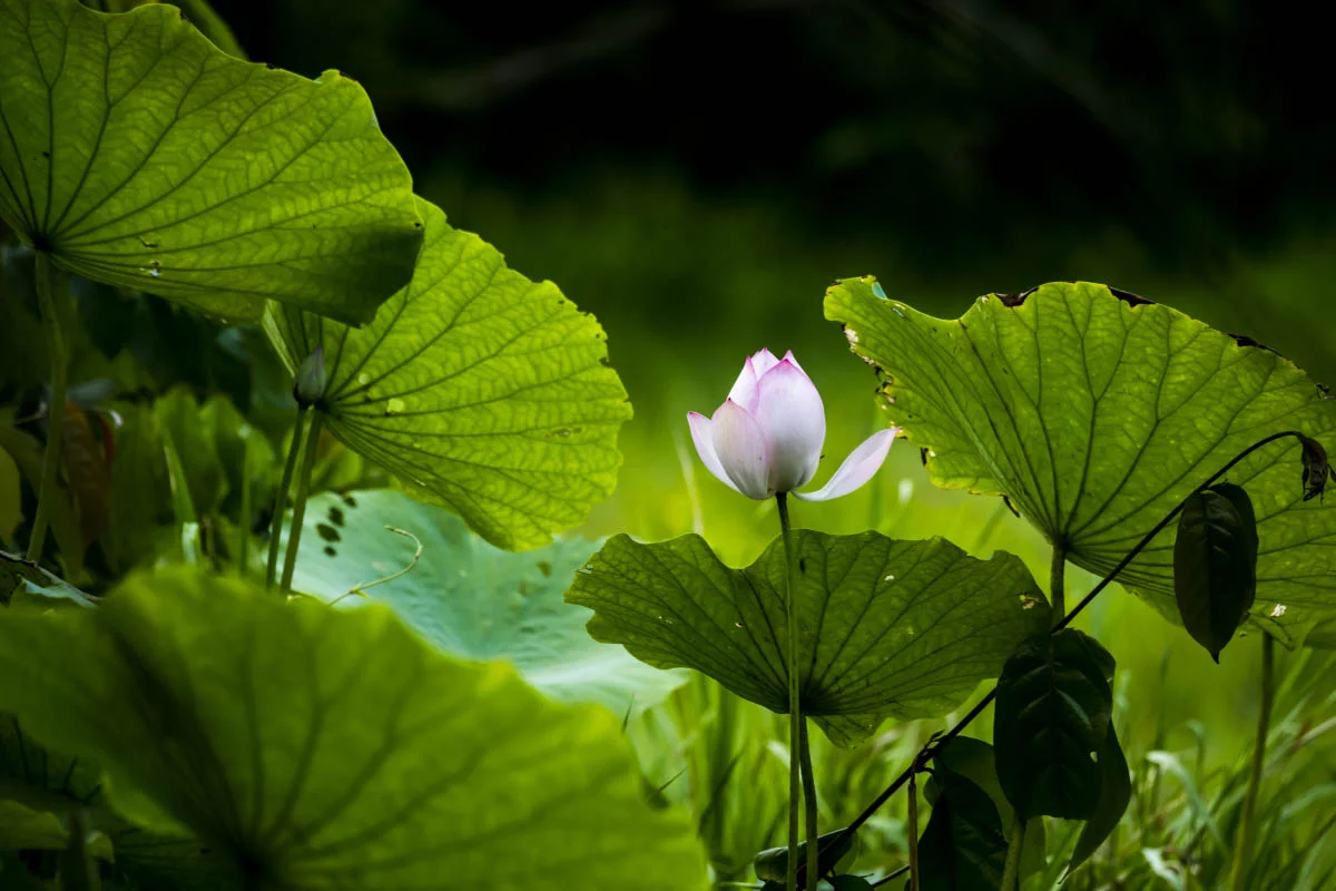 In a lotus field, Cambodia