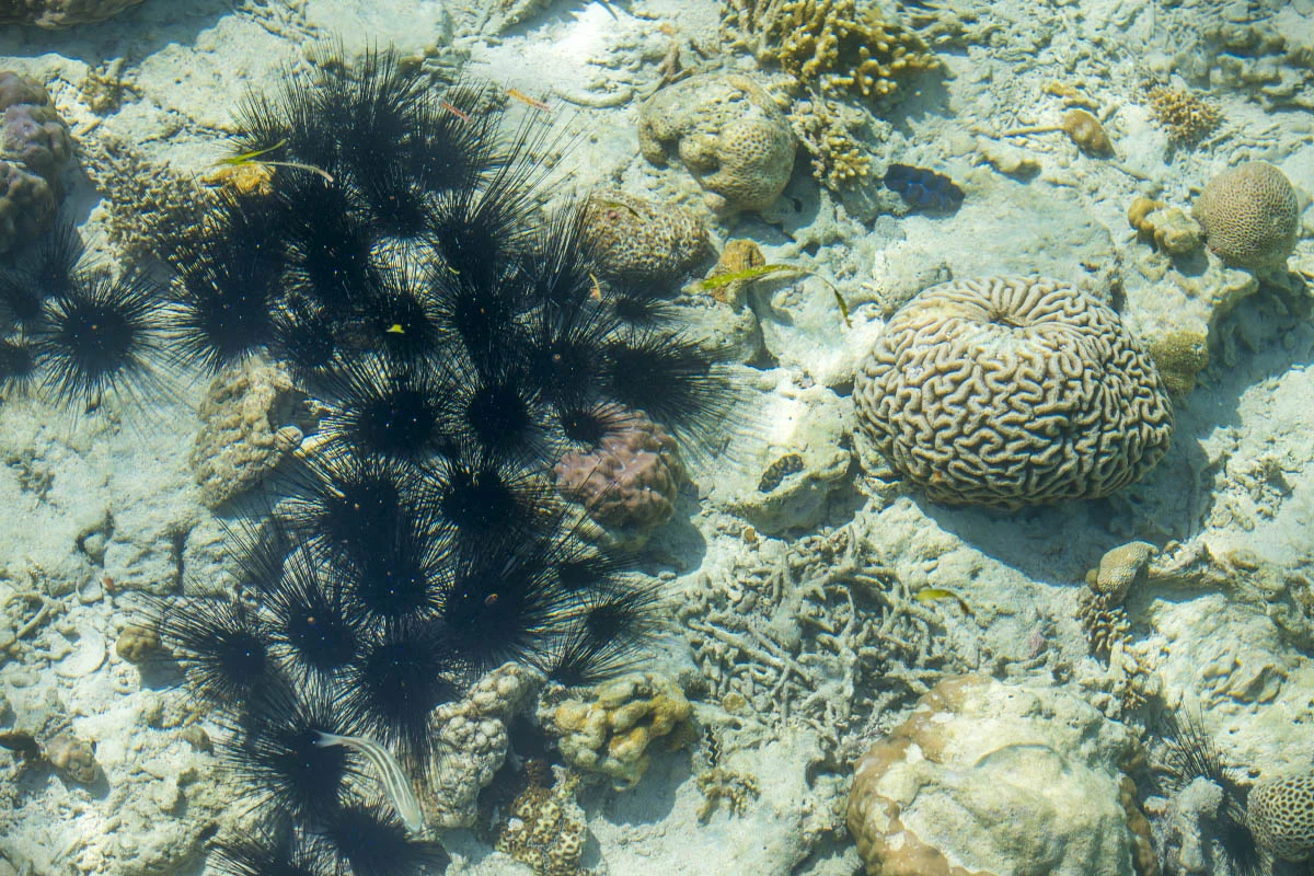 Underwater fauna of the Komodo Islands