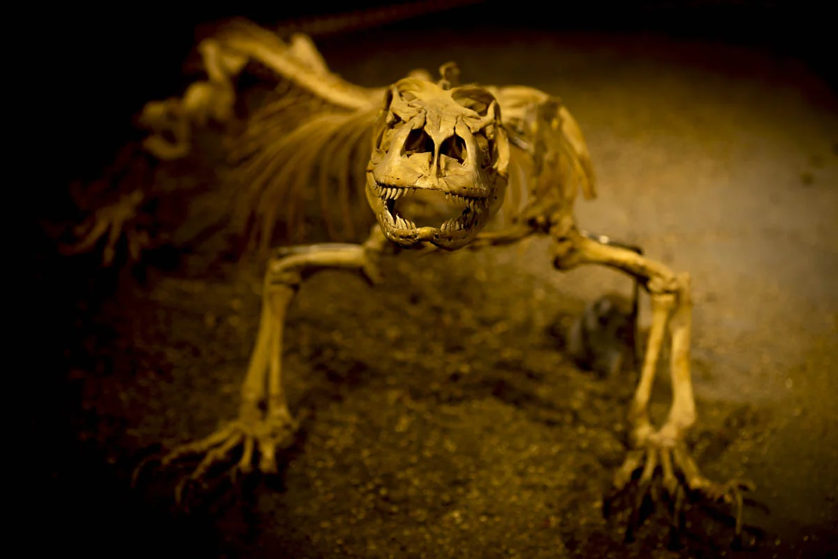 Скелет комодского варана (лат. Varanus komodoensis) в музее национального парка Комодо, остров Ринча, Индонезия
