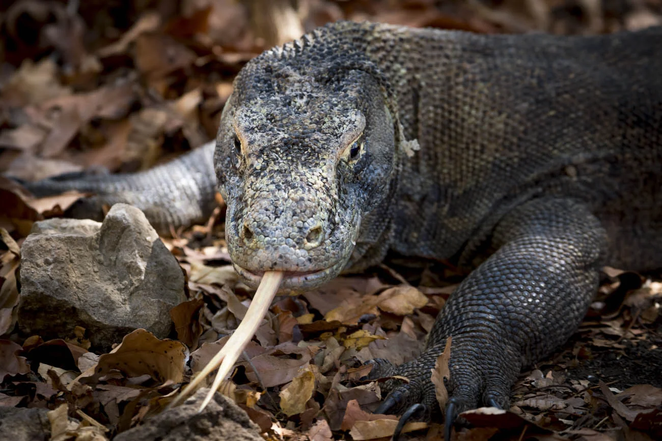 Komodo dragon (lat.Varanus komodoensis). Komodo National Park, Komodo Island, Indonesia