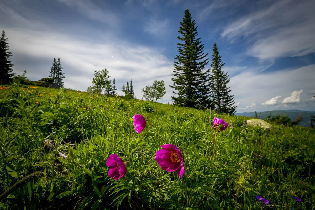 Ore Altai, East Kazakhstan