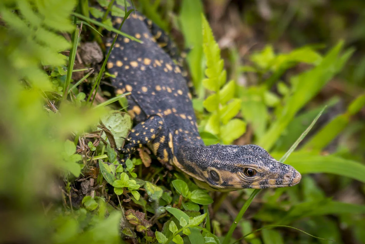 Мангровый варан (лат. Varanus indicus)