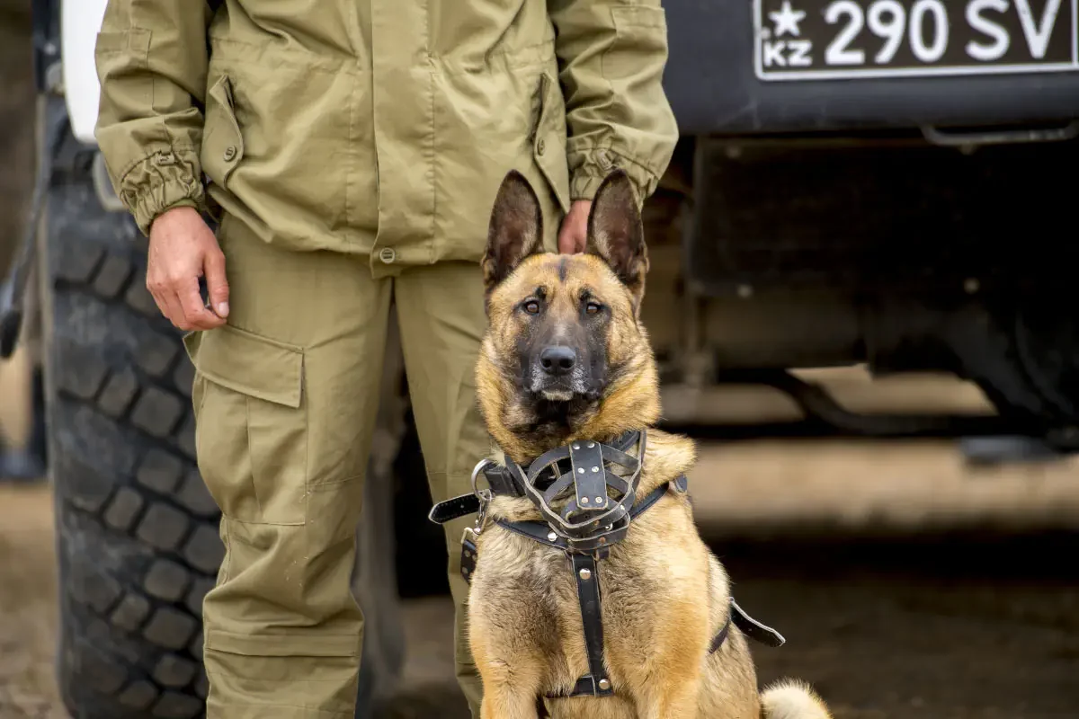 Aibalta-2019 strategic command and staff exercises