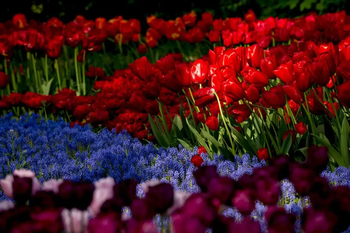 Park of tulips Keukenhof. Lisse, Nederland