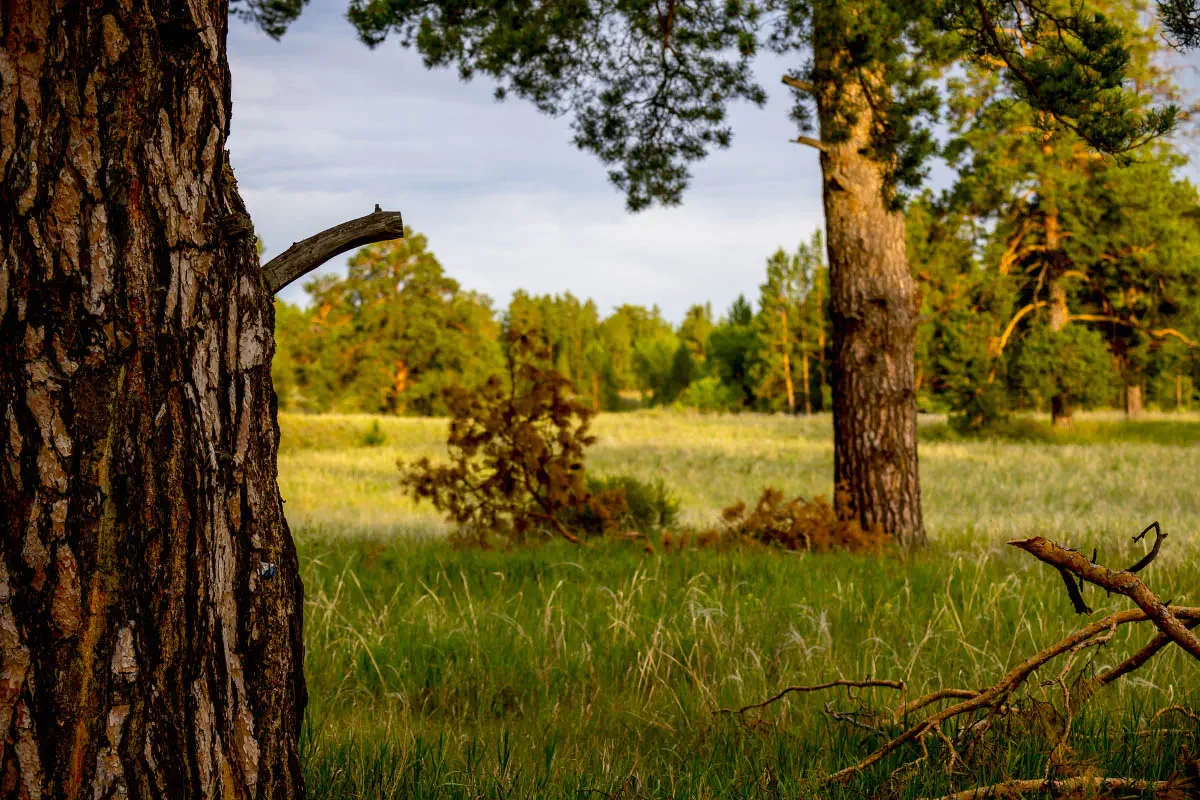 Ribbon forest, Eastern Kazakhstan