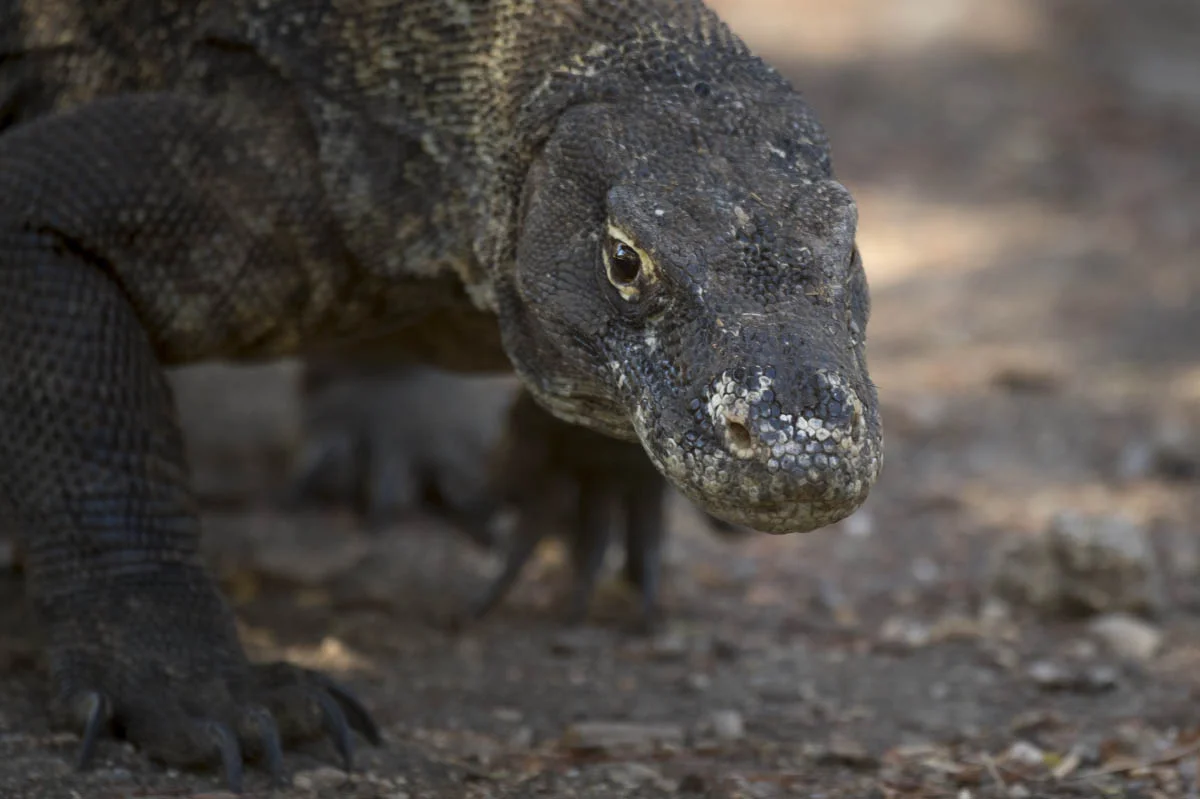 Komodo dragon (lat.Varanus komodoensis). Komodo National Park, Rinca Island, Indonesia
