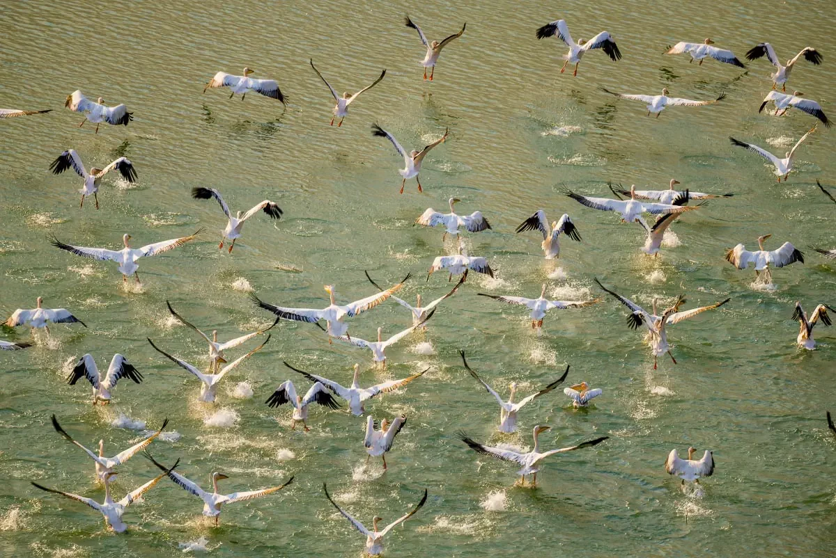 Great white pelicas (Pelecanus onocrotalus) on the Ili river
