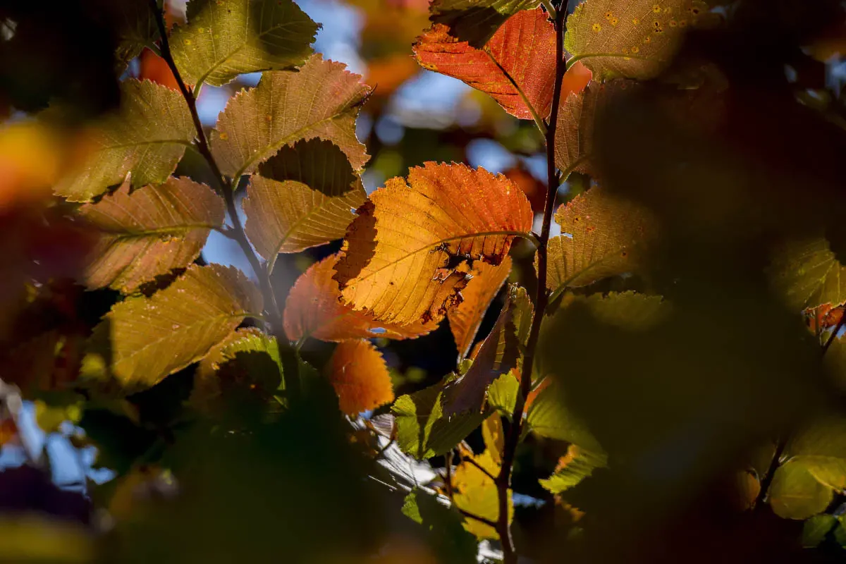 Autumn in the mountains of the Northern Tien Shan