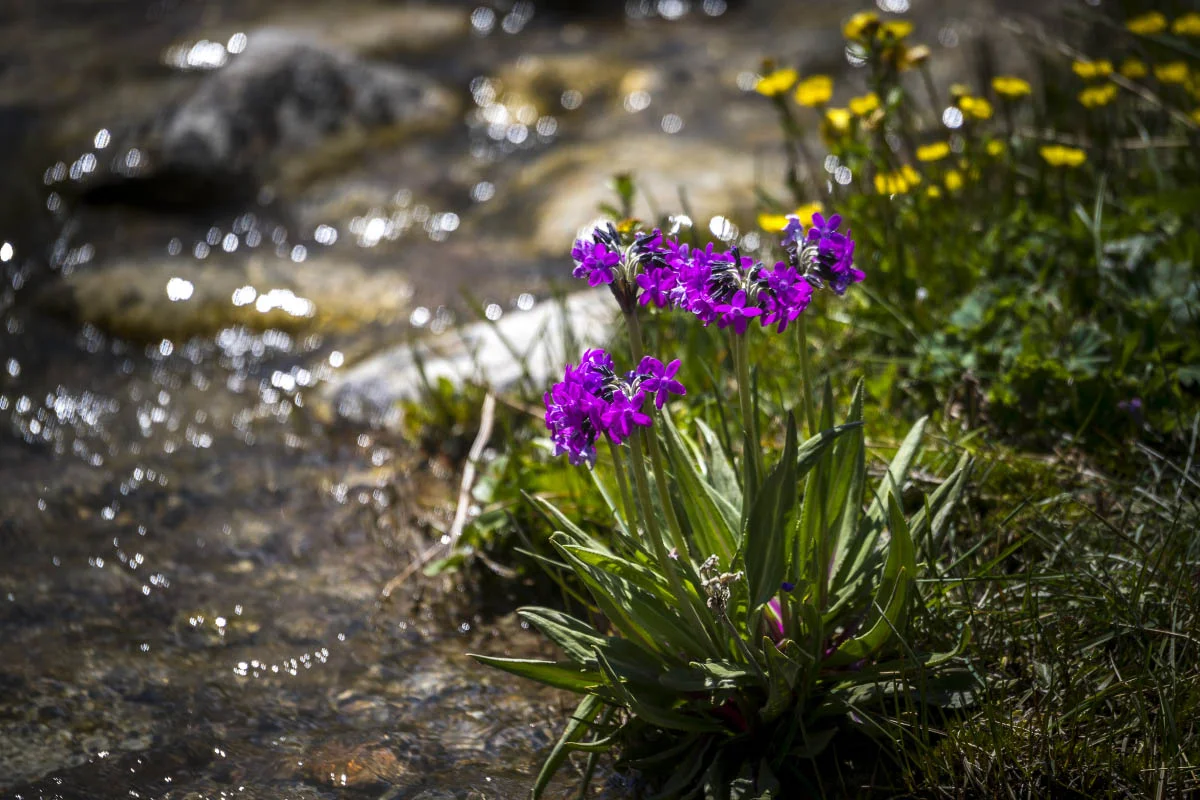 Summer in the Northern Tian Shan Mountains