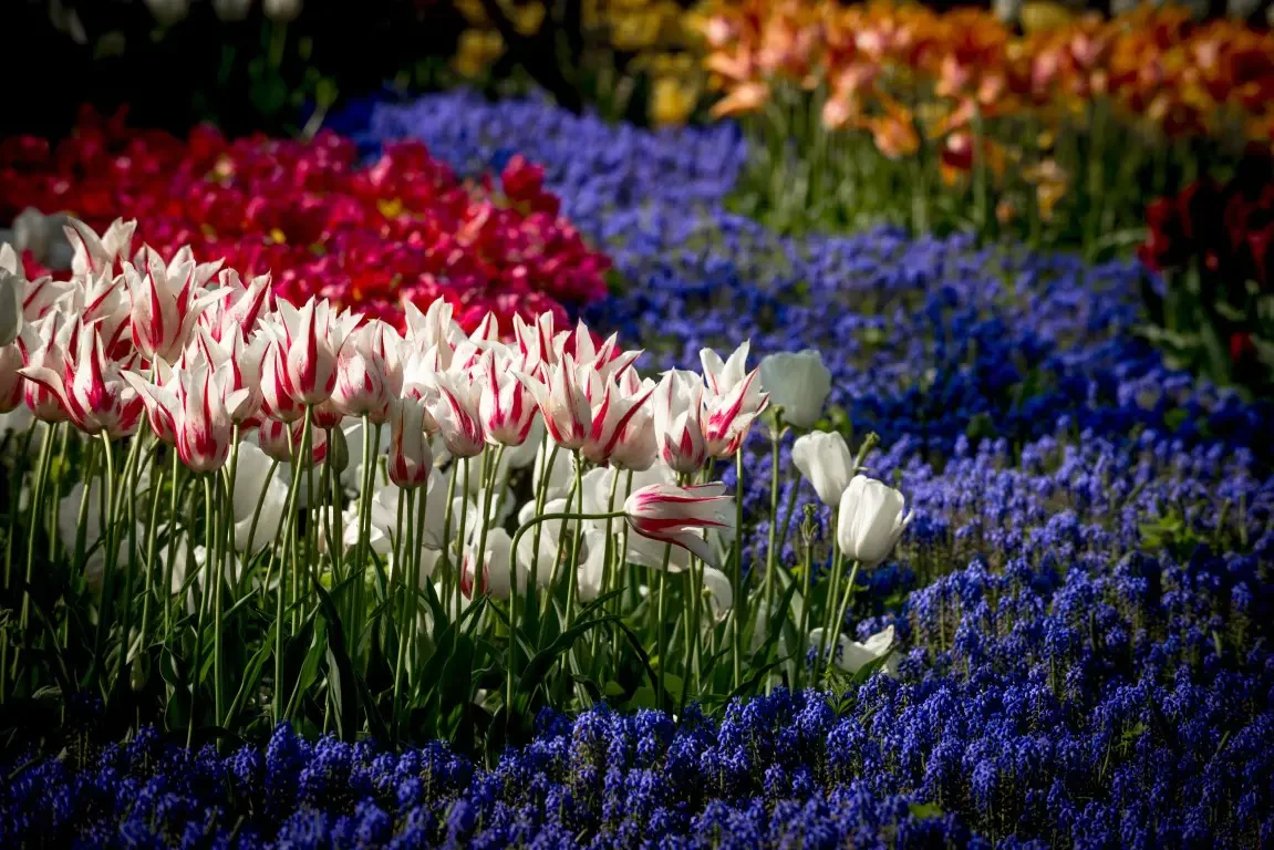 Park of tulips Keukenhof. Lisse, Nederland