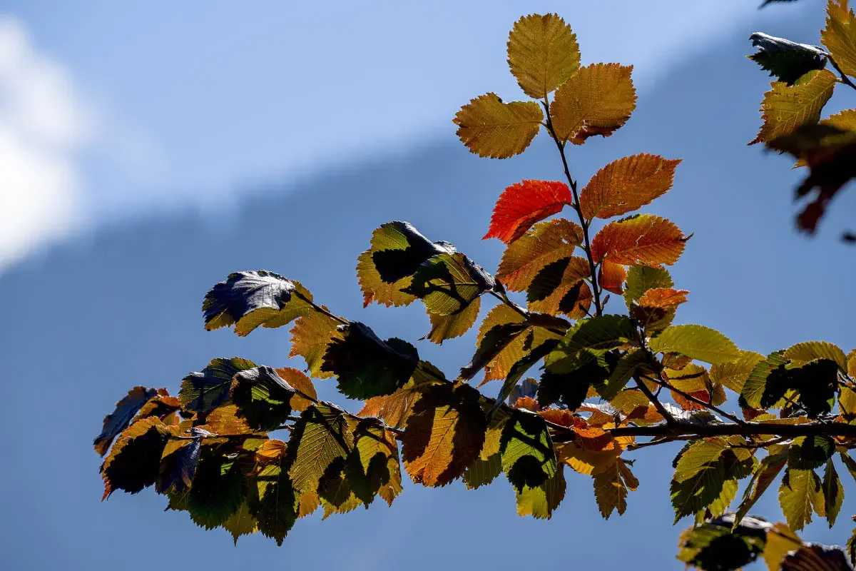 Autumn in the mountains of the Northern Tien Shan