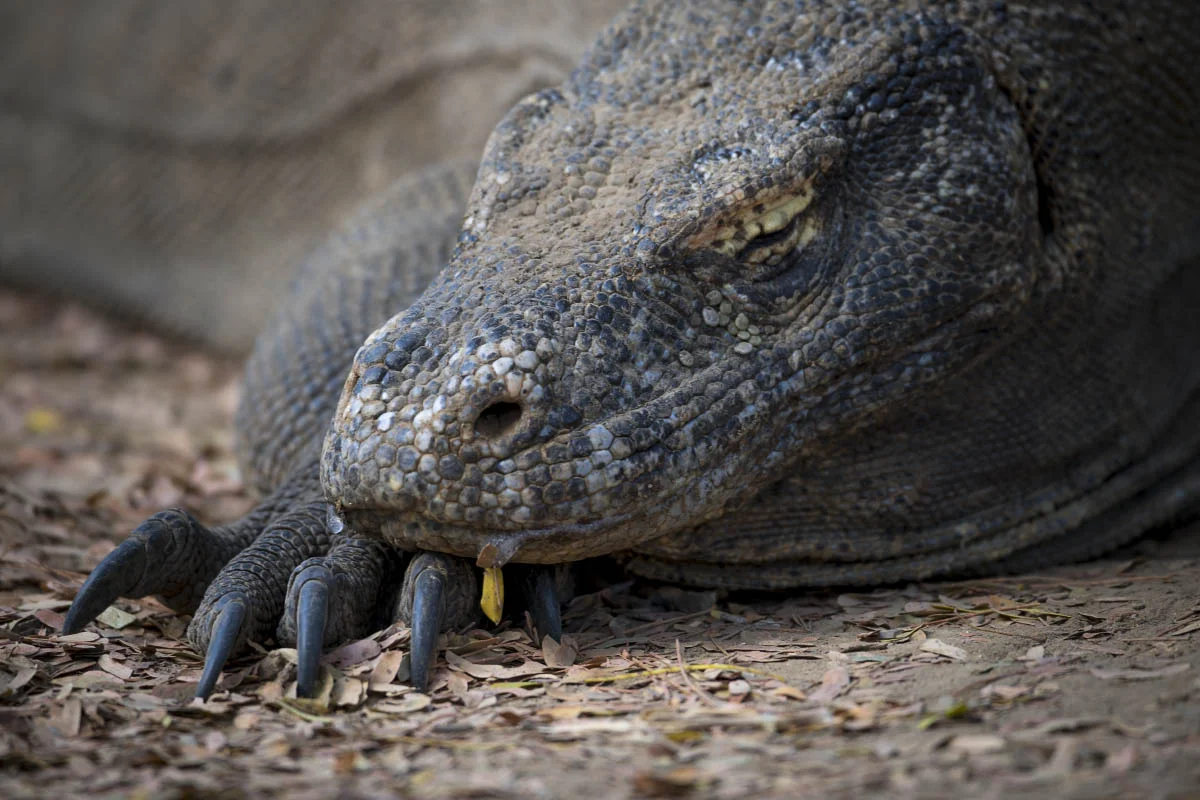 Комодский варан (лат. Varanus komodoensis). Национальный парк Комодо, остров Ринча, Индонезия
