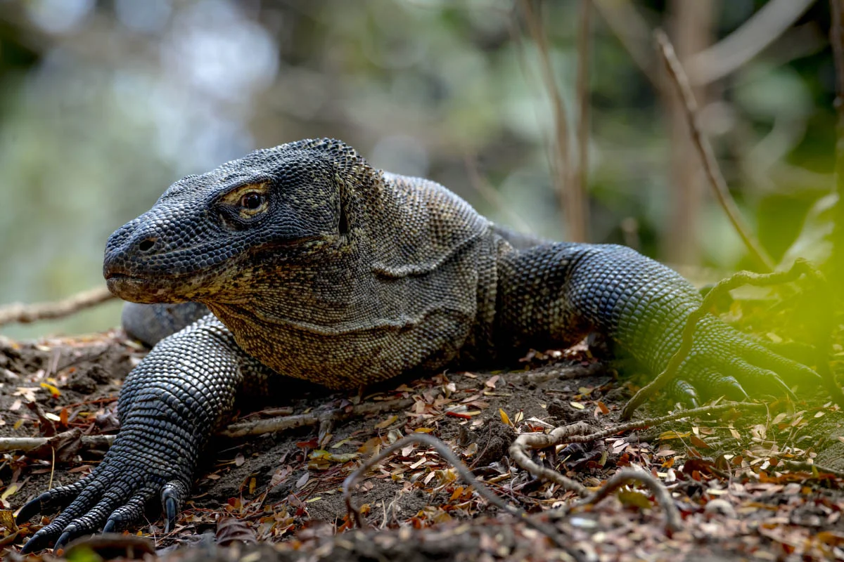 Komodo dragon (lat.Varanus komodoensis). Komodo National Park, Komodo Island, Indonesia