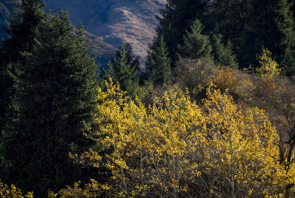 Autumn in Northern Tien Shan