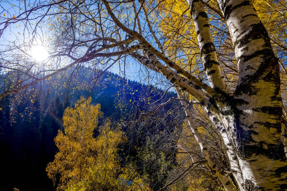 Autumn in the Northern Tien Shan