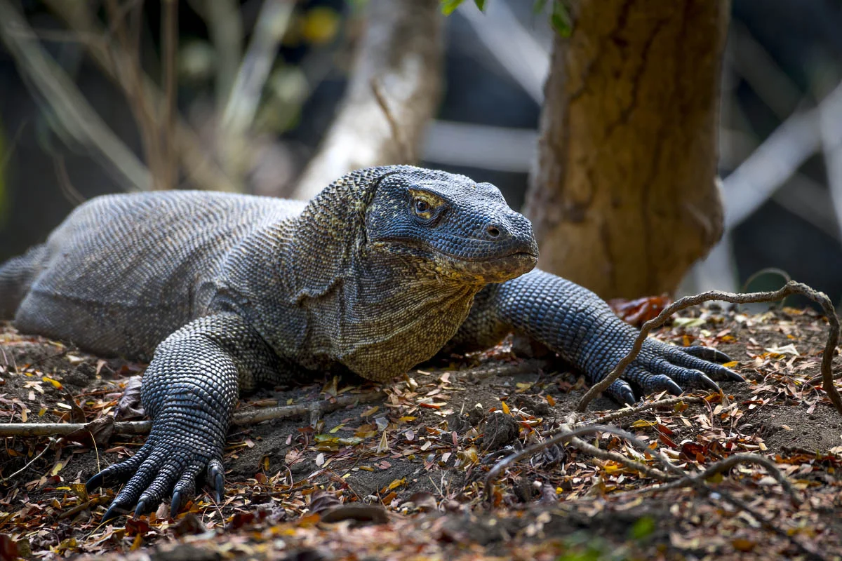 Комодский варан (лат. Varanus komodoensis). Национальный парк Комодо, остров Комодо, Индонезия