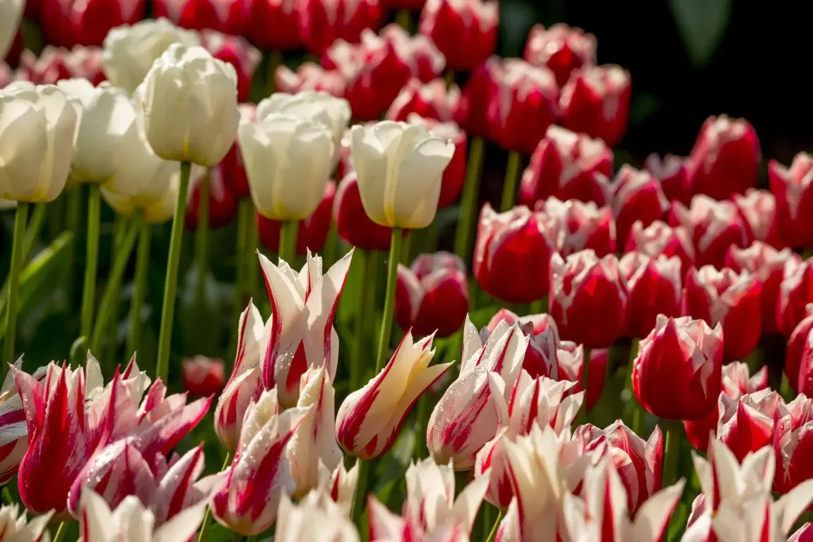 Park of tulips Keukenhof. Lisse, Nederland