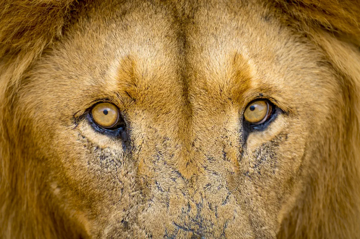 Lion & Safari Park, South Africa