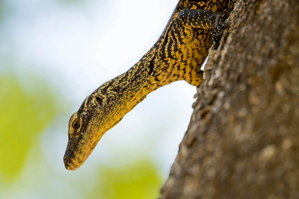Komodo National Park, Rinca Island, Indonesia