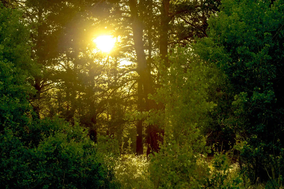 Ribbon forest, Eastern Kazakhstan