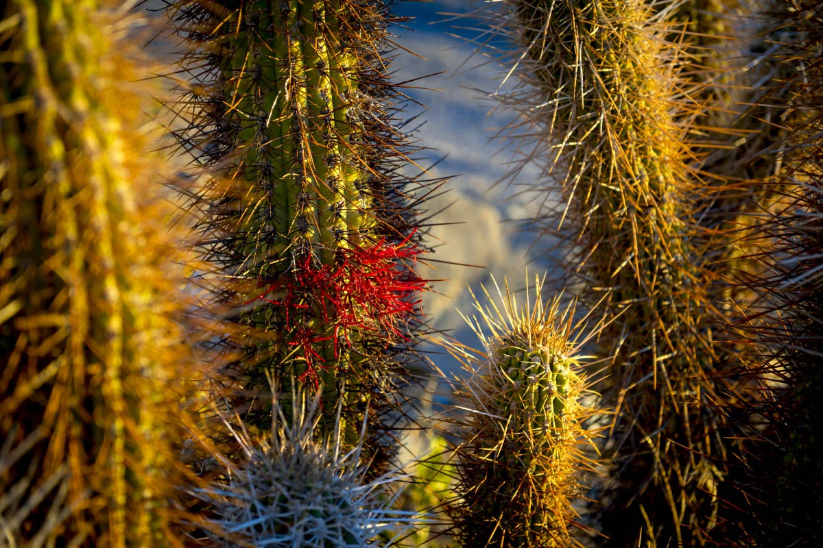 Río Hurtado Valley, Chile