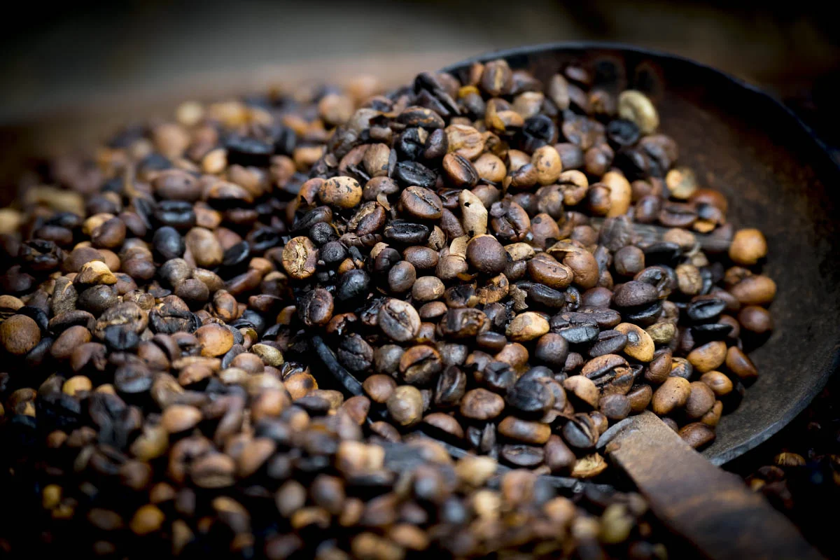 Kopi luwak. Bali Island, Indonesia