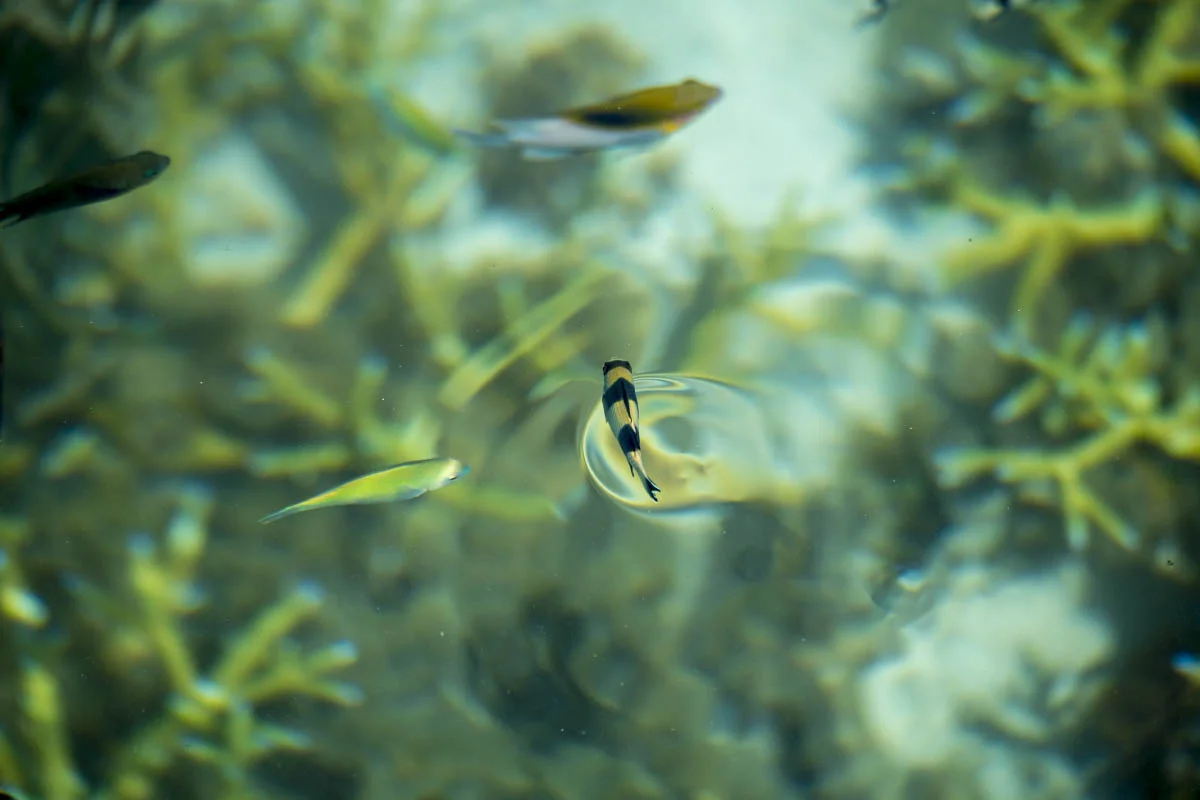 Underwater fauna of the Komodo Islands