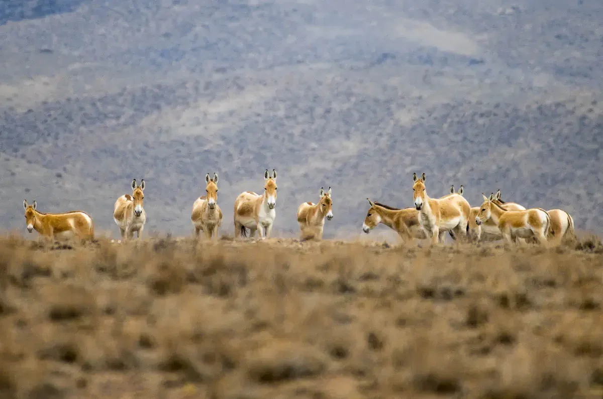 Altyn-Emel National Park