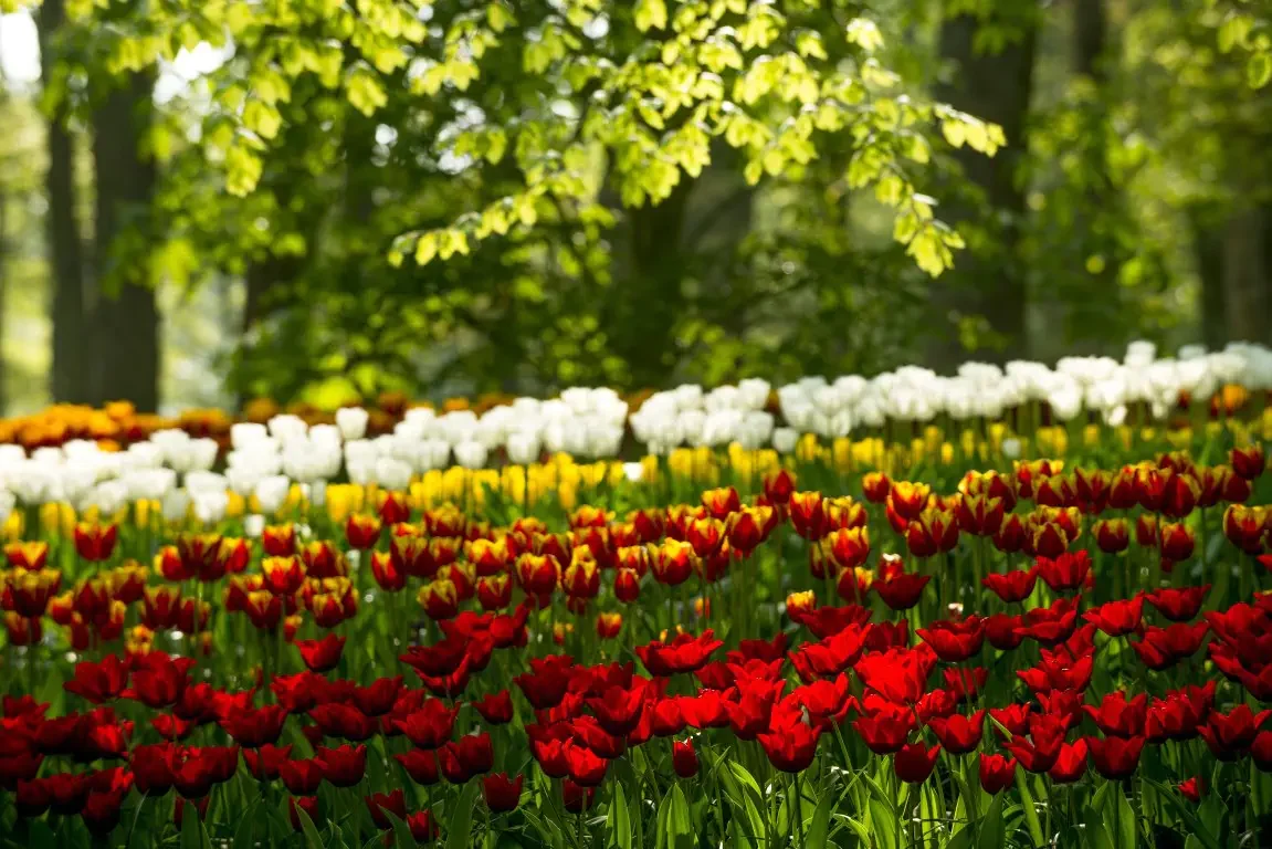 Park of tulips Keukenhof. Lisse, Nederland