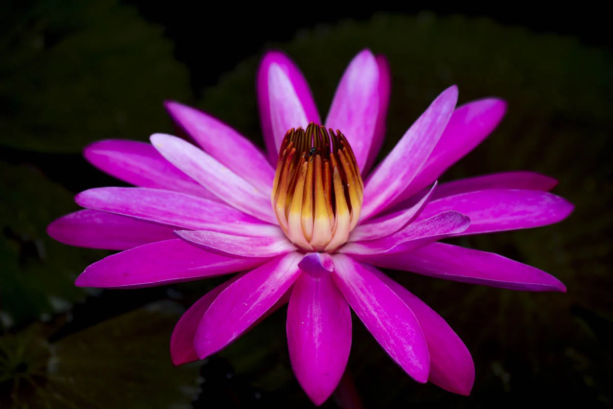 Nymphaea (lat. Nymphaea Conqueror). Bali island, Indonesia