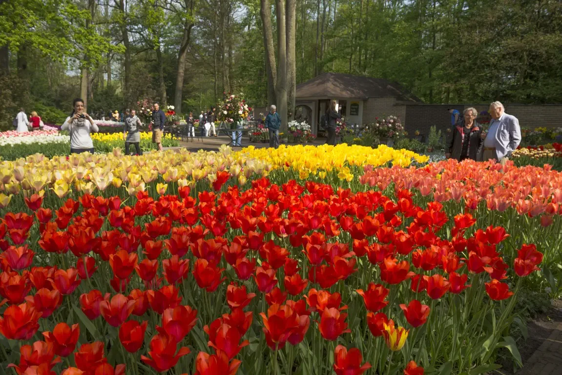 Park of tulips Keukenhof. Lisse, Nederland