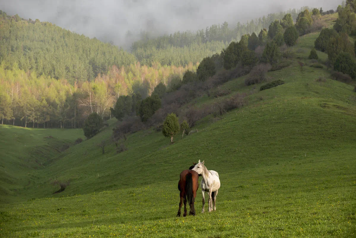 Terskey Ala-Too. Central Tien Shan