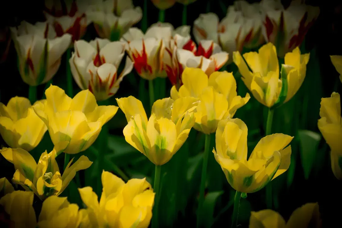 Park of tulips Keukenhof. Lisse, Nederland