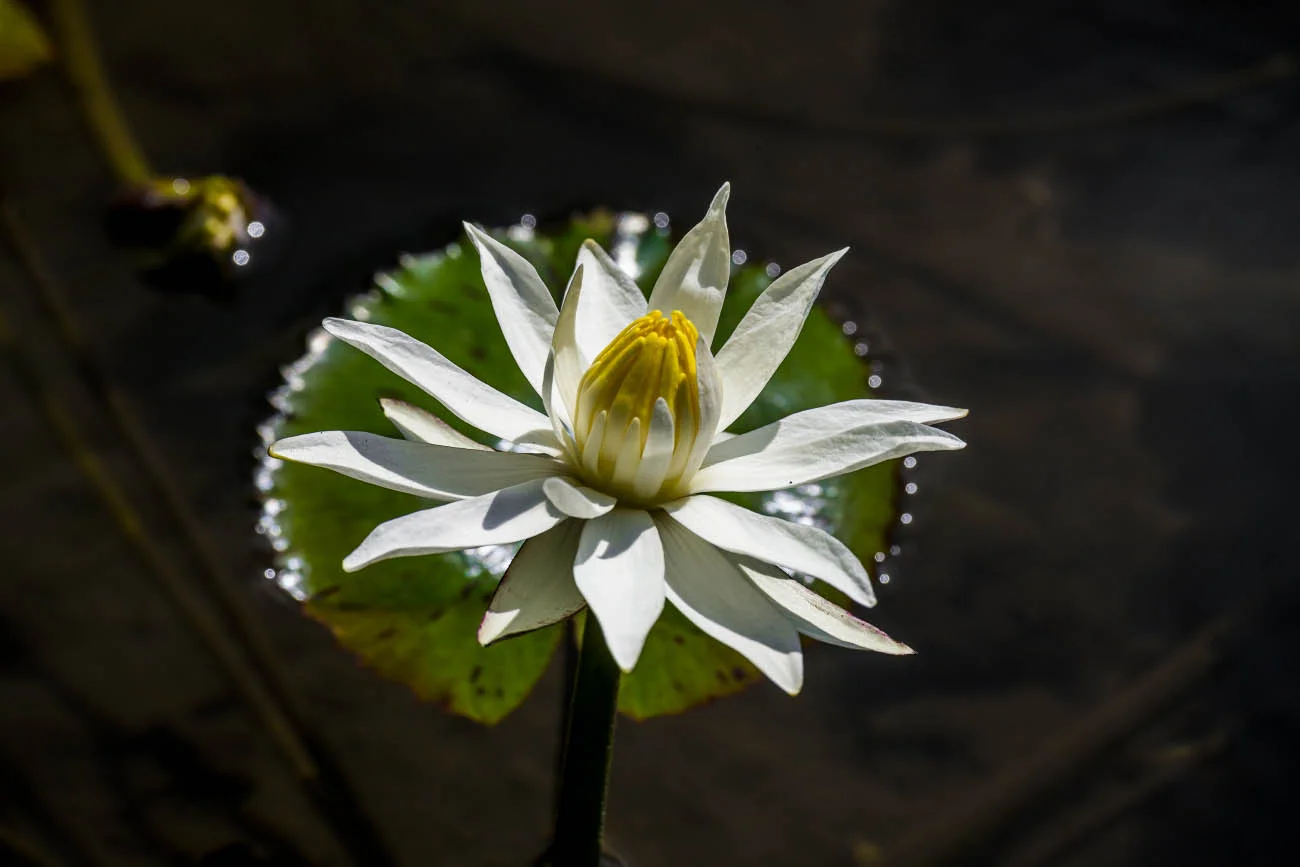 Nymphaea (lat. Nymphaea Conqueror). Bali island, Indonesia