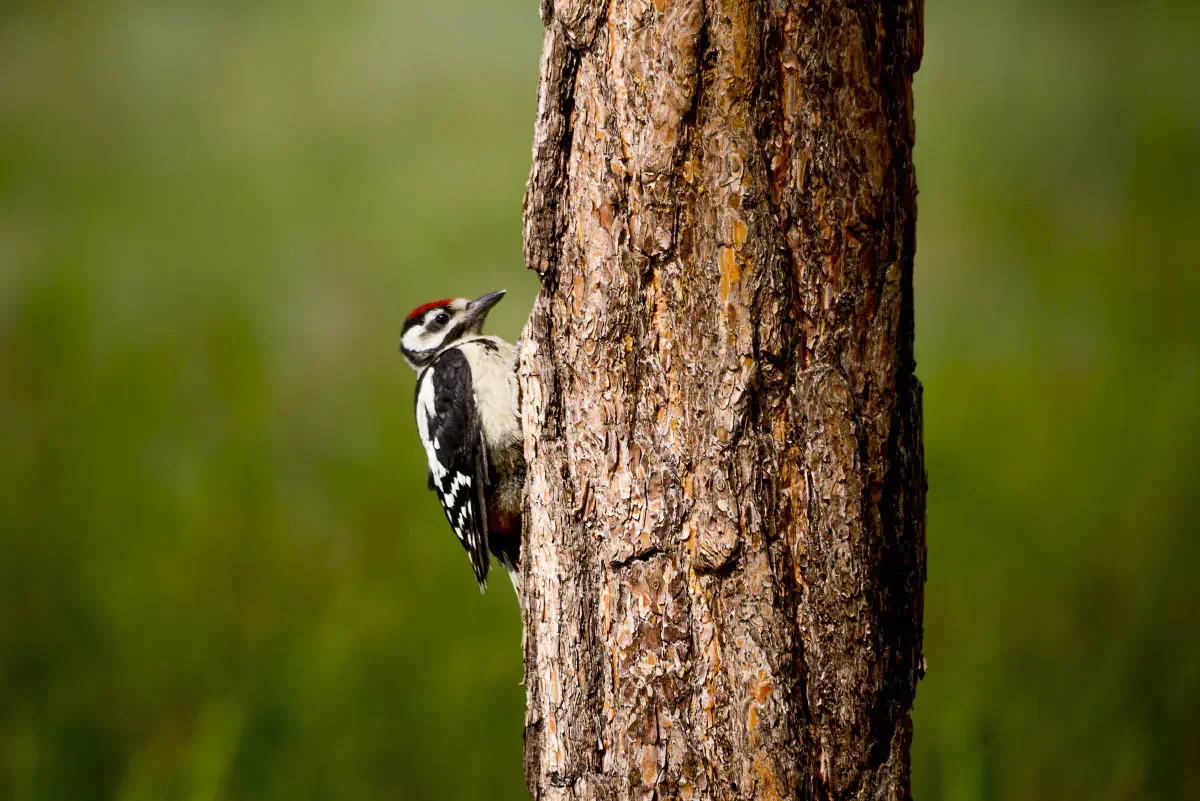 Ribbon forest, Eastern Kazakhstan