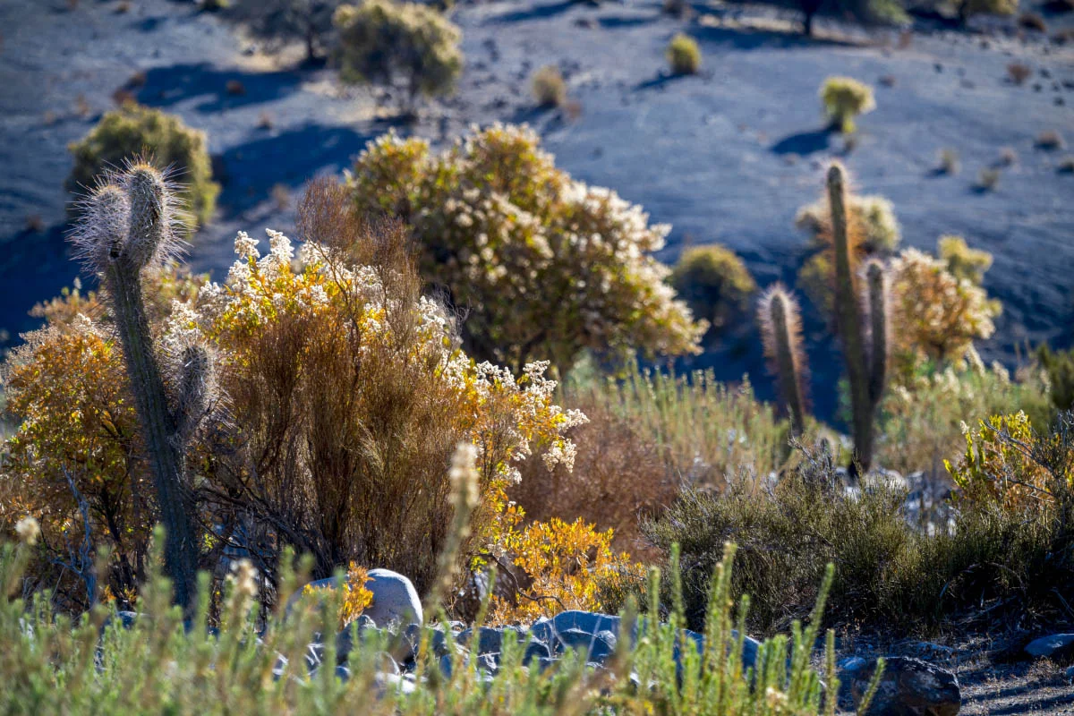 Río Hurtado Valley, Chile