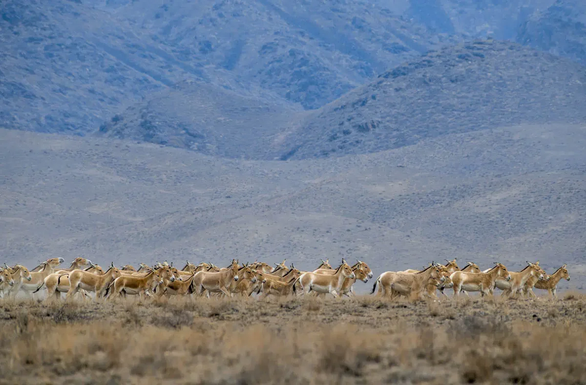 Altyn-Emel National Park